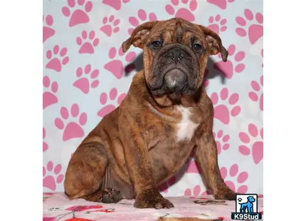 a english bulldog dog sitting on a bed