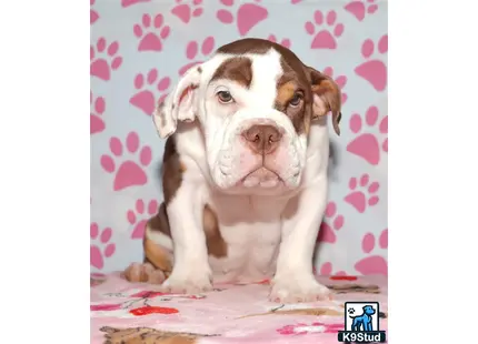 a english bulldog dog sitting on a couch