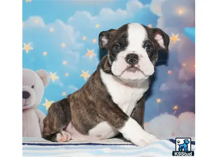 a english bulldog dog sitting on a bed