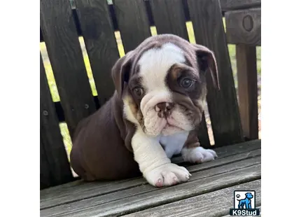 a english bulldog dog in a cage