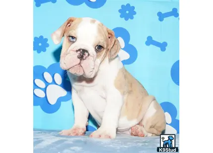 a english bulldog puppy sitting on a blue surface