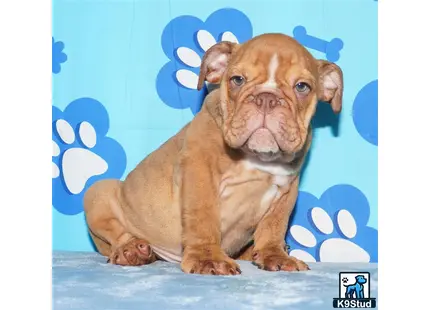a english bulldog dog sitting on a blue surface