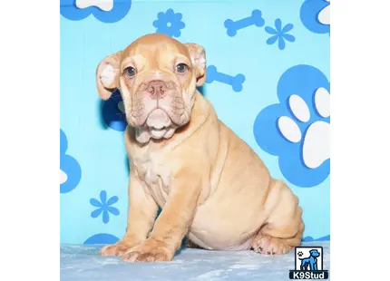 a english bulldog dog sitting on a blue surface