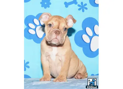 a english bulldog dog sitting on a bed
