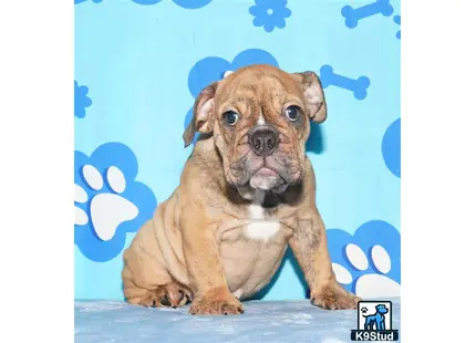 a english bulldog dog sitting on a wood surface