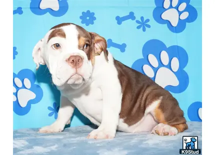 a english bulldog dog sitting on a bed