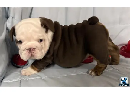 a english bulldog puppy and a english bulldog puppy