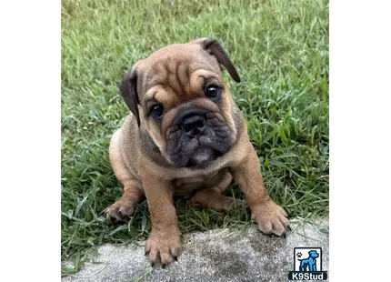 a english bulldog puppy sitting on a rock