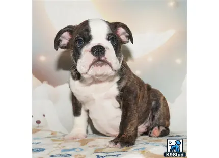 a small english bulldog dog sitting
