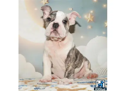 a english bulldog dog sitting on a bed