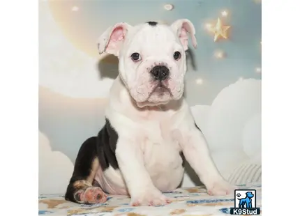 a small white english bulldog puppy