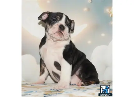 a small black and white english bulldog puppy