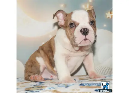 a english bulldog dog sitting on a bed