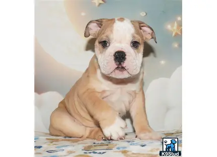 a english bulldog dog sitting on a bed