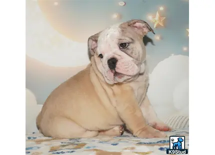 a english bulldog dog sitting on a bed