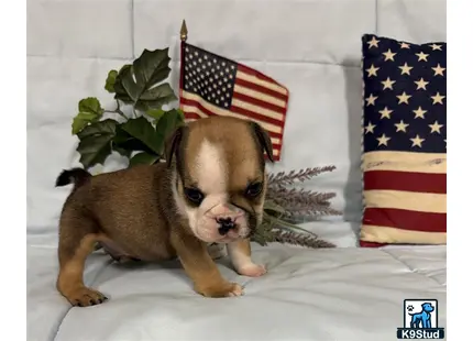 a english bulldog dog with a flag in the background