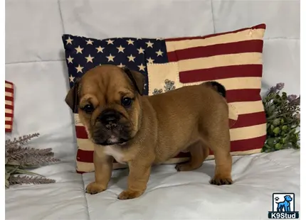a english bulldog dog sitting in front of a flag