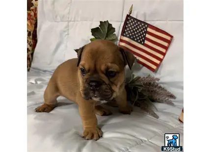 a english bulldog dog wearing a hat