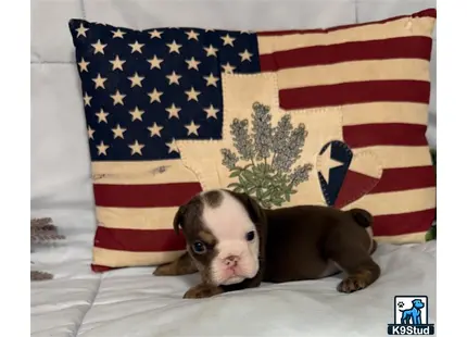 a english bulldog dog lying on a bed with a flag behind it