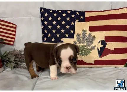 a english bulldog puppy standing on a bed