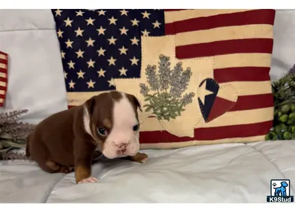a english bulldog puppy lying on a bed