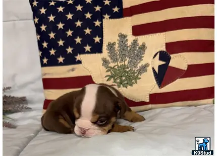 a english bulldog dog lying on a bed with a flag in the background