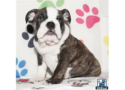 a english bulldog dog sitting on a bed