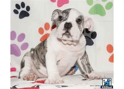 a english bulldog dog sitting on a bed