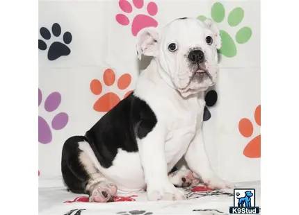a english bulldog dog sitting on a couch