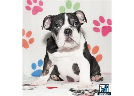 a english bulldog dog sitting on a bed