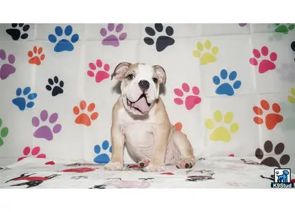 a english bulldog dog sitting on a bed