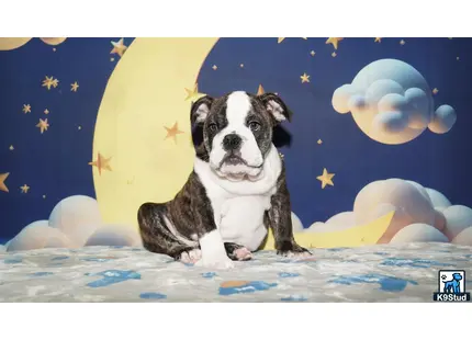a english bulldog dog sitting on a bed