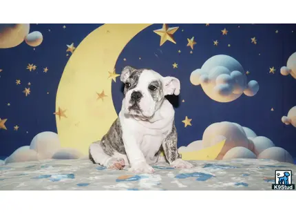 a english bulldog dog sitting on a bed