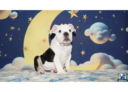 a english bulldog dog sitting on a bed