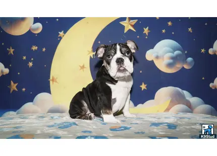 a english bulldog dog sitting on a bed