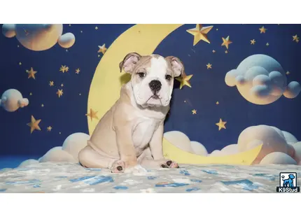 a english bulldog dog sitting on a bed