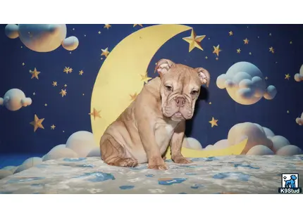 two english bulldog dogs sitting on a bed