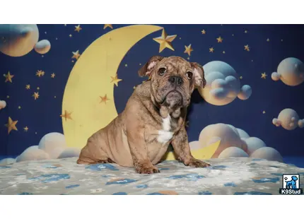 a english bulldog dog sitting on a bed with a moon in the background