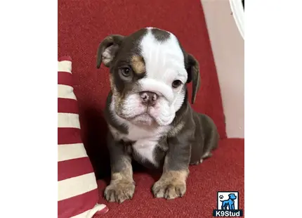 a english bulldog dog sitting on a red carpet