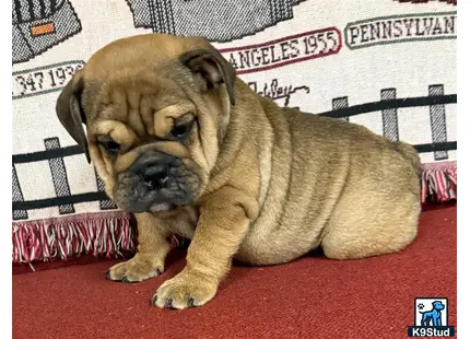 a english bulldog dog lying on a red carpet