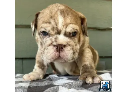 a english bulldog puppy sitting on a blanket