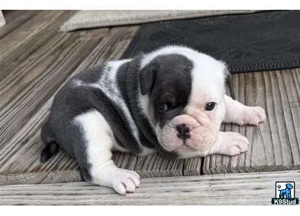 a english bulldog puppy lying on a wood surface