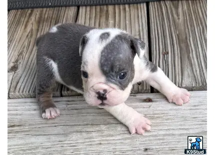 a english bulldog puppy lying on a wooden surface