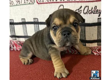 a english bulldog dog lying on a red carpet