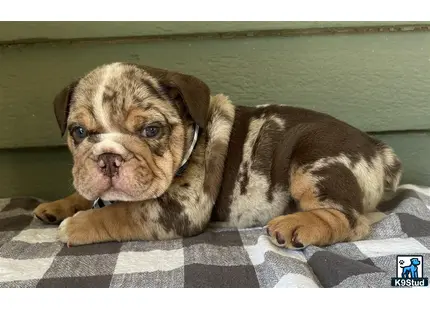 a english bulldog dog lying on a bed