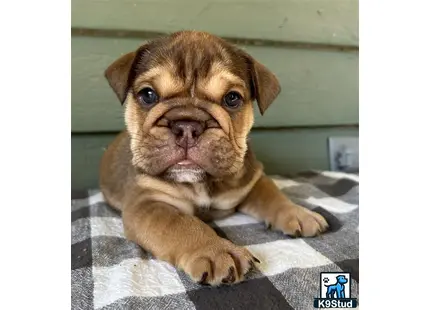 a english bulldog puppy lying on a bed