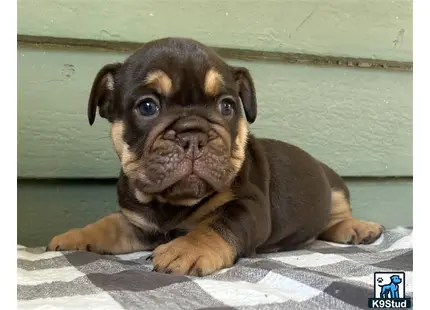 a english bulldog puppy lying on a bed