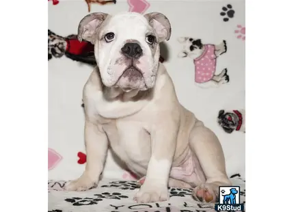 a english bulldog dog sitting on a bed