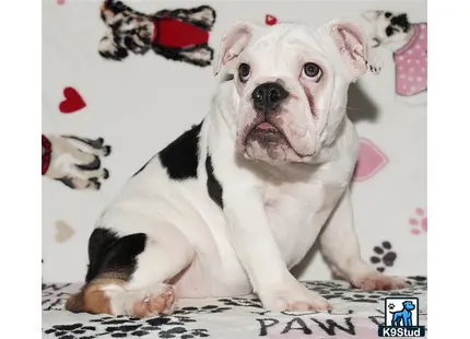 a english bulldog dog sitting on a bed