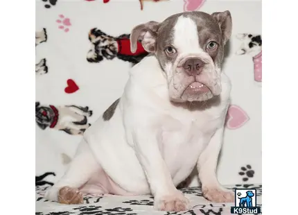 a english bulldog dog lying on a bed